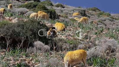 Schafherde auf Kreta