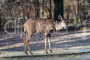 Greater kudu, Tragelaphus strepsiceros is a woodland antelope