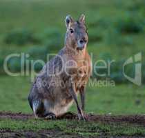 Patagonian Mara, Dolichotis patagonum are large relatives of guinea pigs