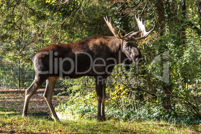 European Moose, Alces alces, also known as the elk