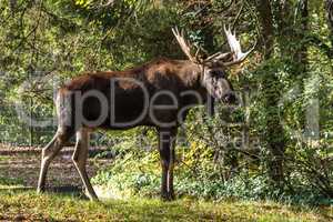 European Moose, Alces alces, also known as the elk