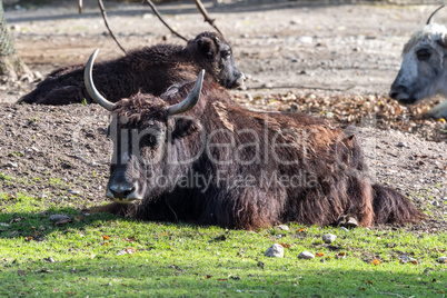 The domestic Yak, Bos mutus grunniens in the zoo