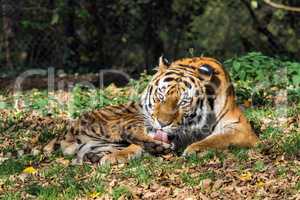 The Siberian tiger,Panthera tigris altaica in the zoo