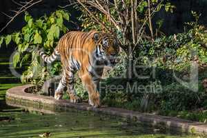 The Siberian tiger,Panthera tigris altaica in the zoo