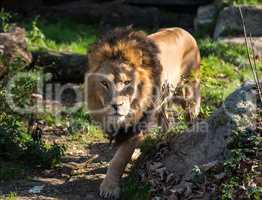 The lion, Panthera leo is one of the four big cats in the genus Panthera