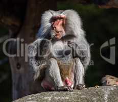 The hamadryas baboon, Papio hamadryas is a species of baboon