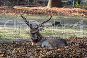 The fallow deer, Dama dama is a ruminant mammal