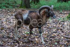 European mouflon, Ovis orientalis musimon. Wildlife animal.