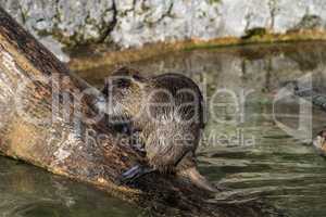 Coypu, Myocastor coypus, also known as river rat or nutria