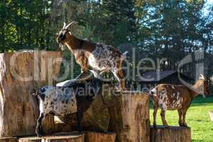 Domestic Goat, Capra aegagrus hircus in a park