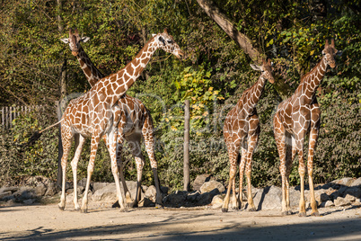 The giraffe, Giraffa camelopardalis is an African mammal