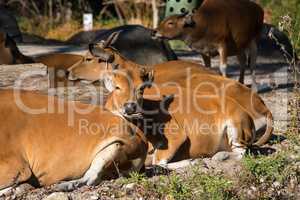 Banteng, Bos javanicus or Red Bull is a type of wild cattle.