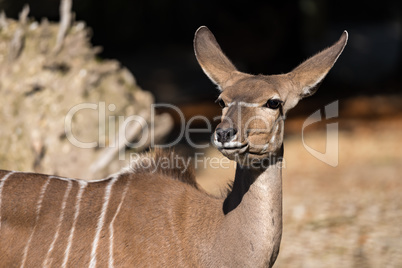 Greater kudu, Tragelaphus strepsiceros is a woodland antelope