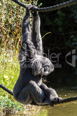 Siamang, Symphalangus syndactylus is an arboreal black-furred gibbon
