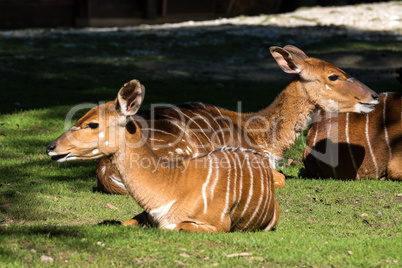 Indian Blackbuck, Antelope cervicapra or Indian antelope.