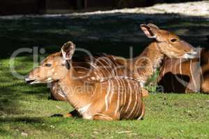 Indian Blackbuck, Antelope cervicapra or Indian antelope.