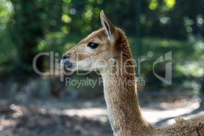 Vicunas, Vicugna Vicugna, relatives of the llama