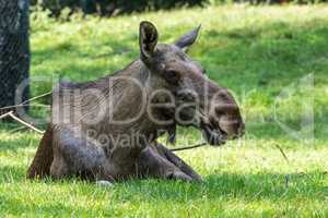 European Moose, Alces alces, also known as the elk