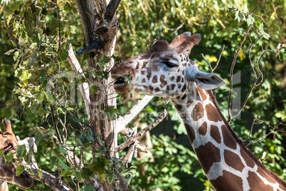 The giraffe, Giraffa camelopardalis is an African mammal