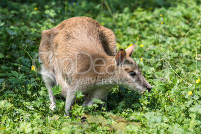 The agile wallaby, Macropus agilis also known as the sandy wallaby