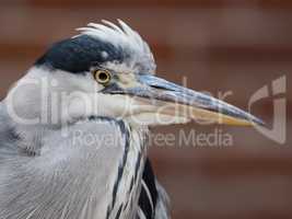 Portrait of a Great Blue Heron, Ardea herodias