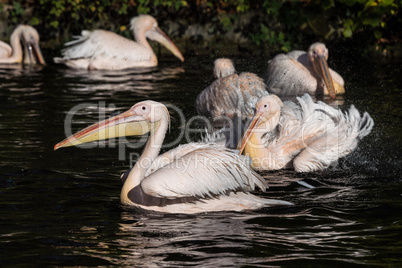 Great White Pelican, Pelecanus onocrotalus in the zoo