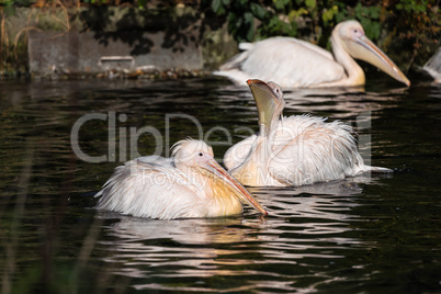 Great White Pelican, Pelecanus onocrotalus in the zoo