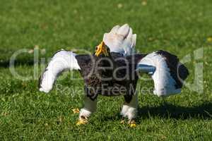 The Steller's sea eagle, Haliaeetus pelagicus s a large bird of prey