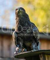 Harris's hawk, Parabuteo unicinctus, bay-winged hawk or dusky hawk