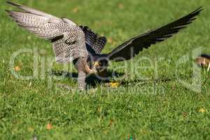 The peregrine falcon, Falco peregrinus. The fastest animals in the world.