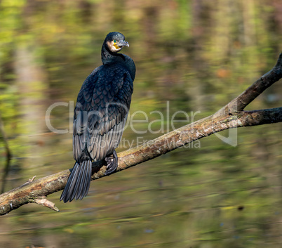 The great cormorant, Phalacrocorax carbo drying his feathers.