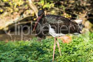 Black stork, Ciconia nigra in a german nature park