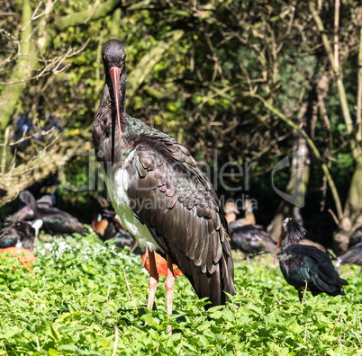 Black stork, Ciconia nigra in a german nature park