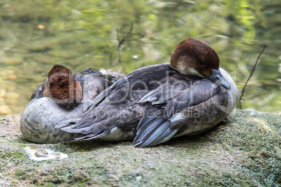 The Eurasian wigeon, also known as widgeon, Mareca penelope on water.