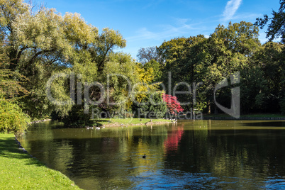 The bar-headed goose, Anser indicus seen in English Garden in Munich