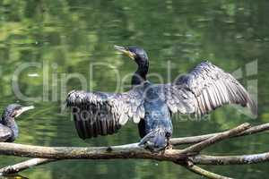 The great cormorant, Phalacrocorax carbo drying his feathers.