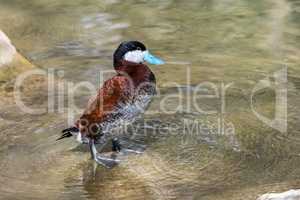 Ruddy Duck, Oxyura jamaicensis, swimming on water surface