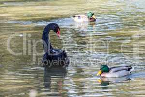 Black Swan, Cygnus atratus in a german nature park