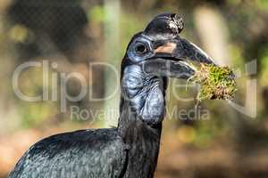 Abyssinian northern Ground Hornbill, Bucorvus abyssinicus strange bird