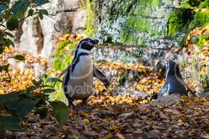 Humboldt Penguin, Spheniscus humboldti in the zoo
