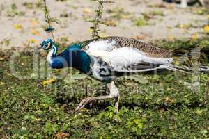 Indian Peacock or Blue Peacock, Pavo cristatus in the zoo