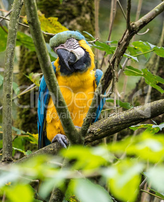 The Blue-and-yellow Macaw, Ara ararauna is a large South American parrot