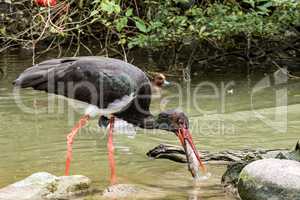 Black stork, Ciconia nigra catching and eating a fish