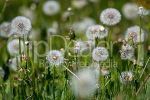 White dandelion flowers in green grass