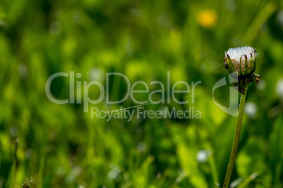 White dandelion flowers in green grass