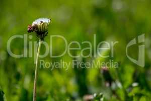 White dandelion flowers in green grass