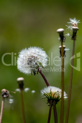 White dandelion flowers in green grass