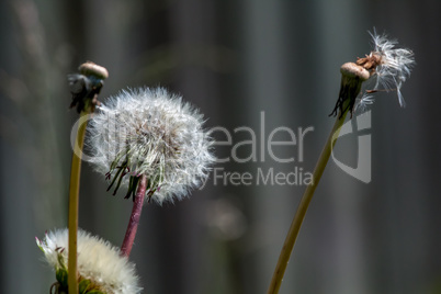 White dandelions on gray background.