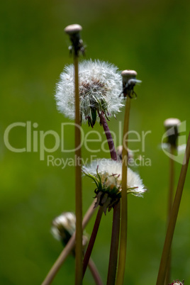 White dandelion flowers in green grass