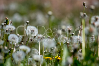 White dandelion field on green grass.